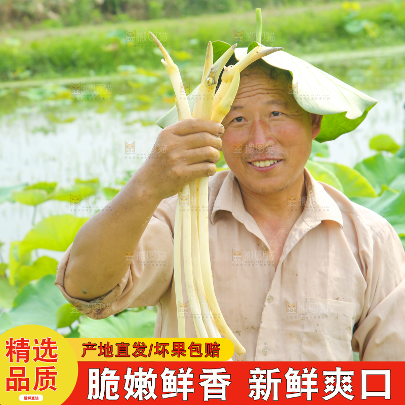 农民手里拿着藕尖