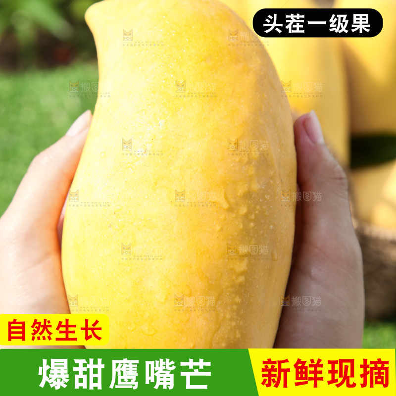 手里拿着鹰嘴芒果
