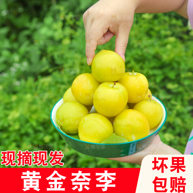 手里端着一盘黄金奈李