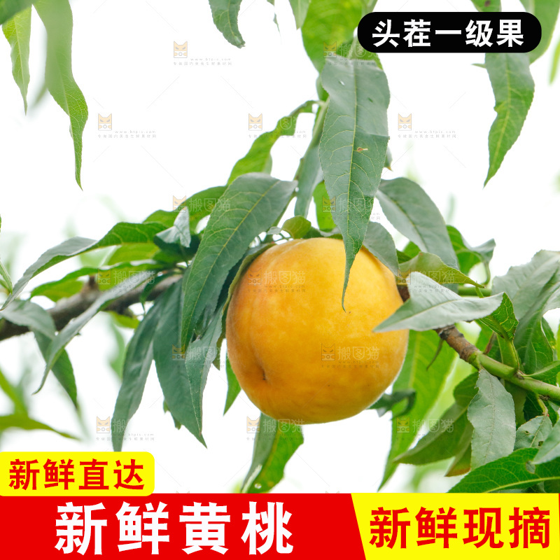 桃树上的黄桃
