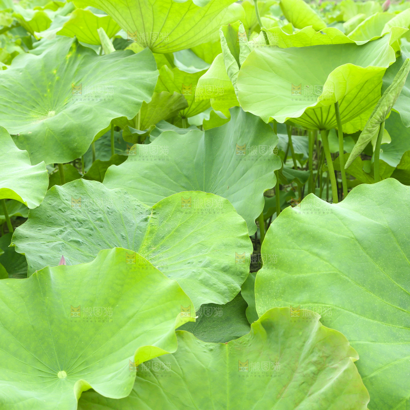 池塘里的荷叶