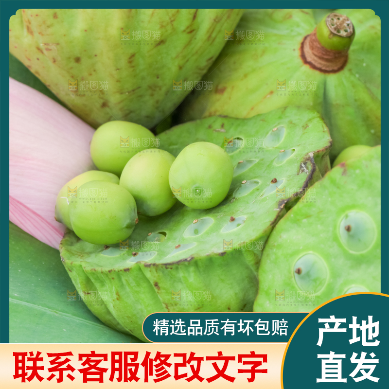 荷叶上摆放着莲蓬子