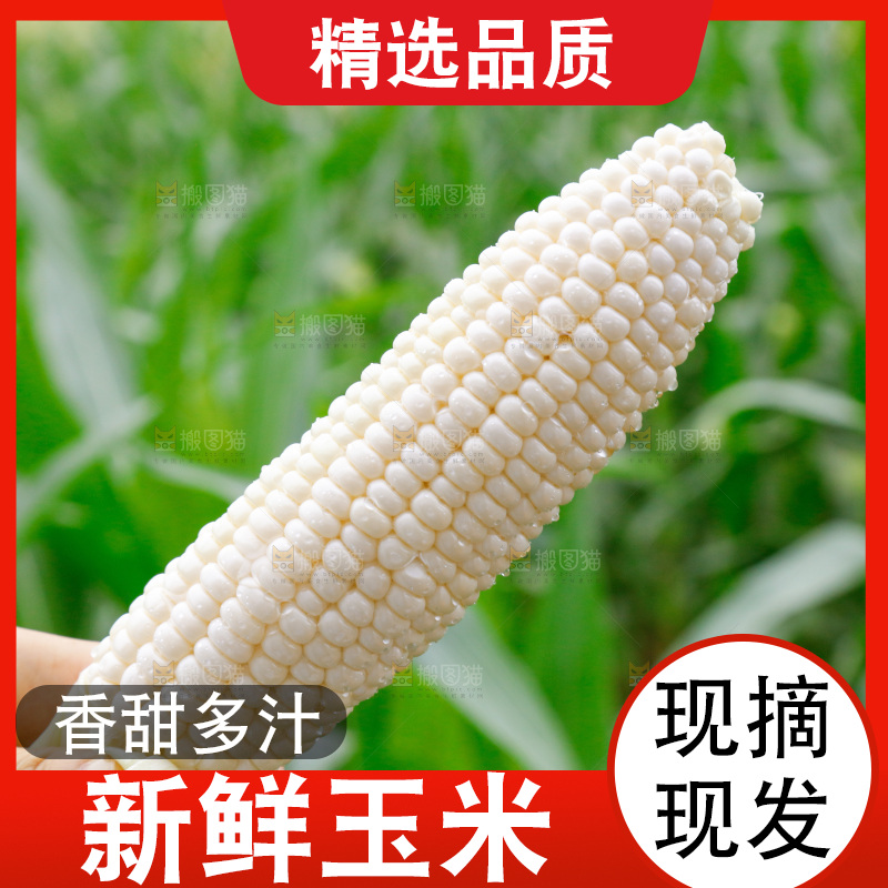 手里拿着甜玉米