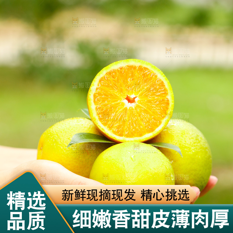 手里拿着广西桂林夏橙