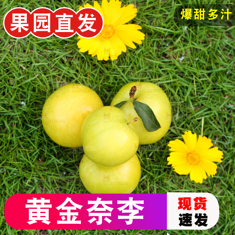 草地上摆放着黄金李