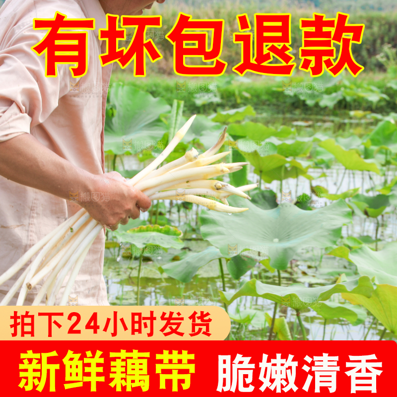 手里拿着新鲜采摘的藕尖