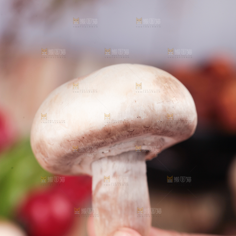 手里拿着新鲜小白菇