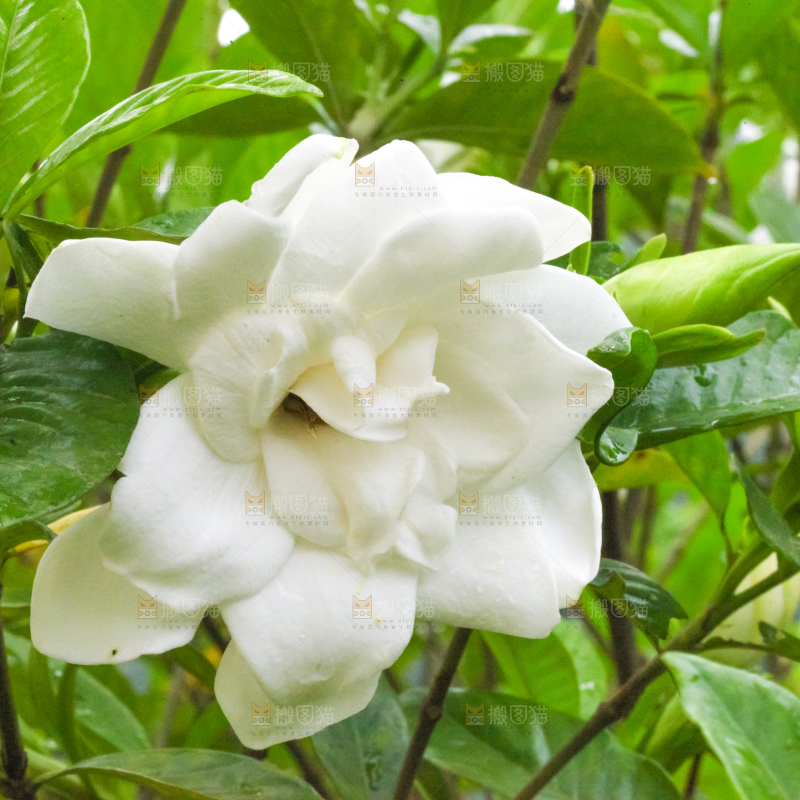 树枝上盛开的栀子花