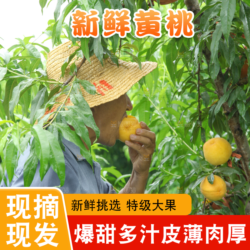农民正在采摘桃子
