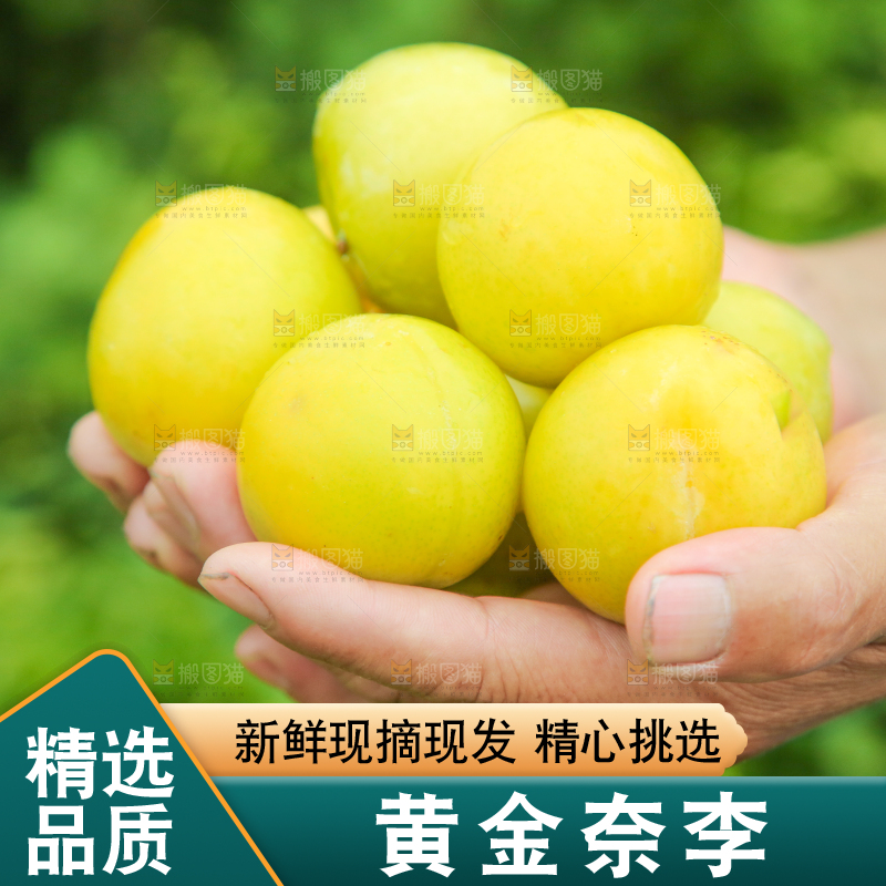 手里捧着黄金李子