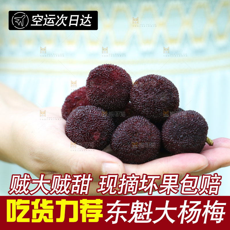 手里拿着野生杨梅