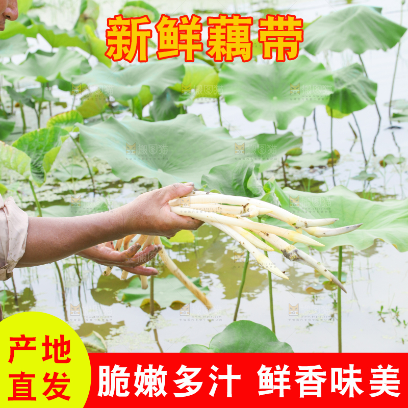 农民正在采摘藕带