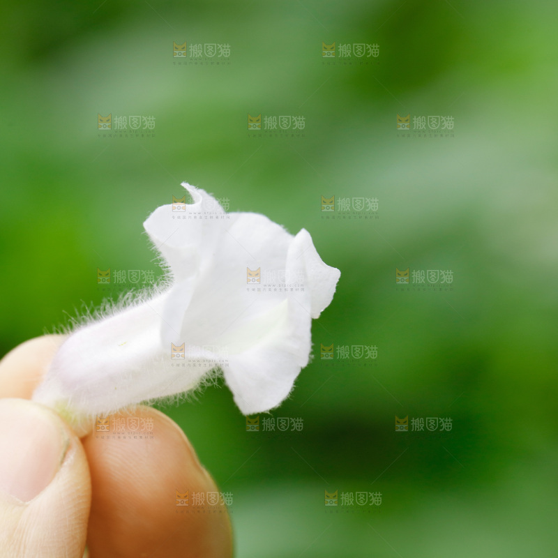 手里拿着一朵花