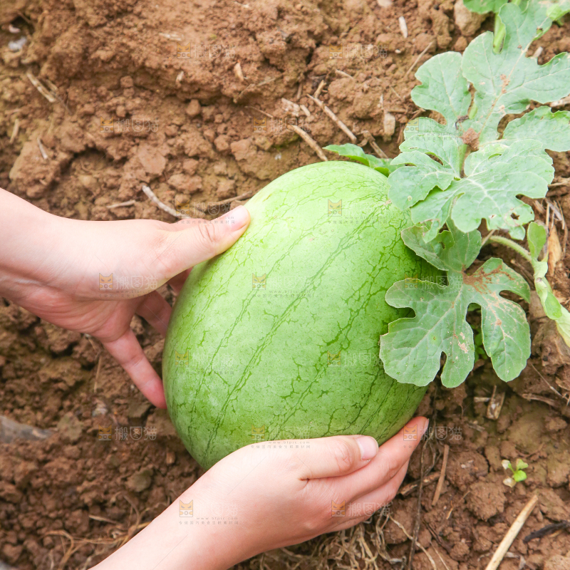 农田里种植的西瓜