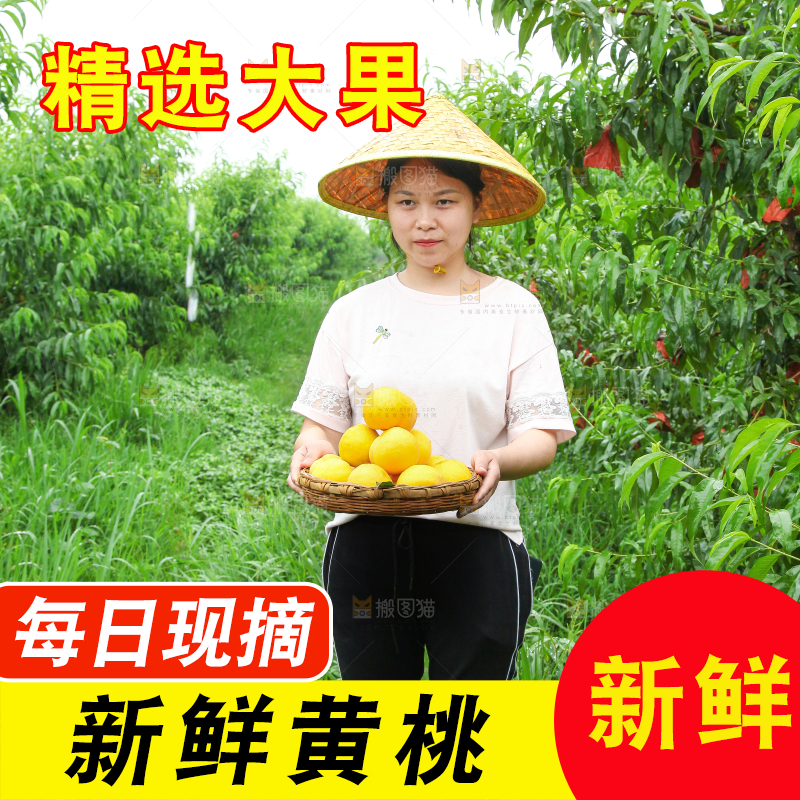 手里端着一篮刚采摘的新鲜黄桃