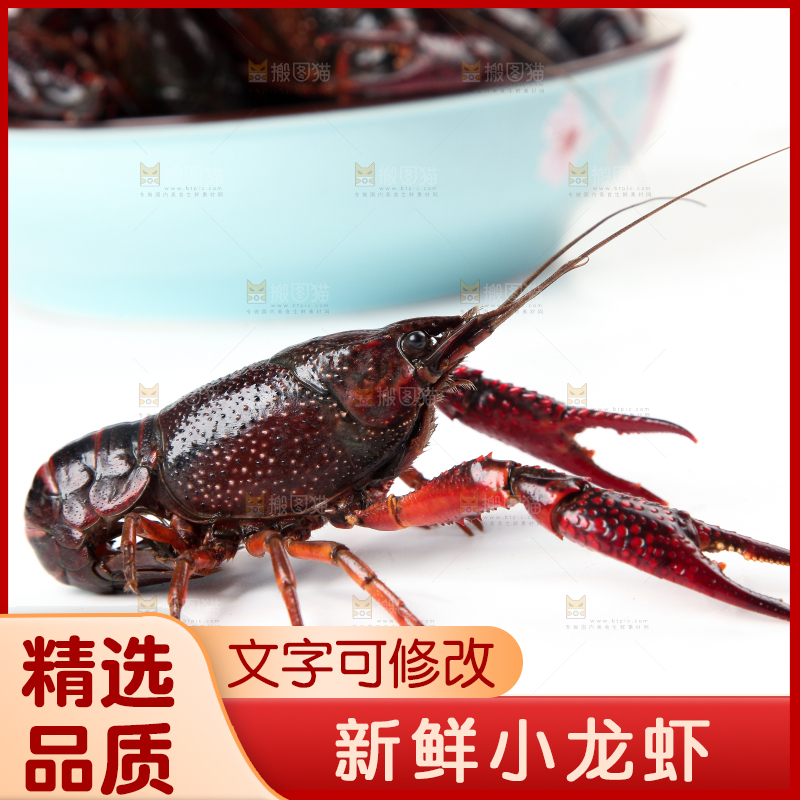 白底上摆放着小龙虾