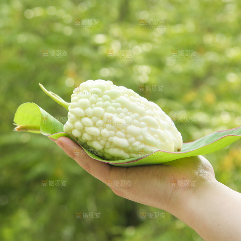手里拿着白玉苦瓜