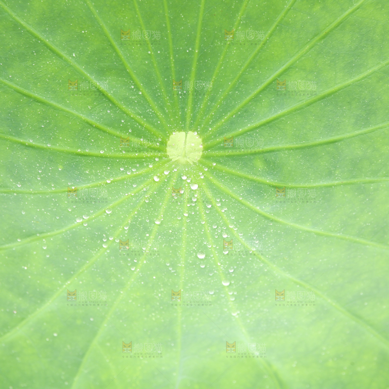 一片荷花叶子
