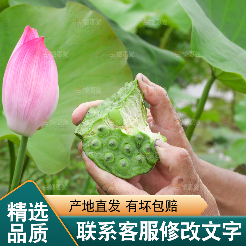 手里拿着新鲜莲蓬