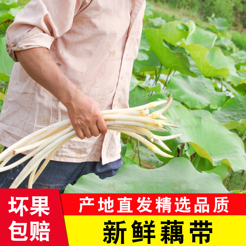手里拿着新鲜采摘的藕尖