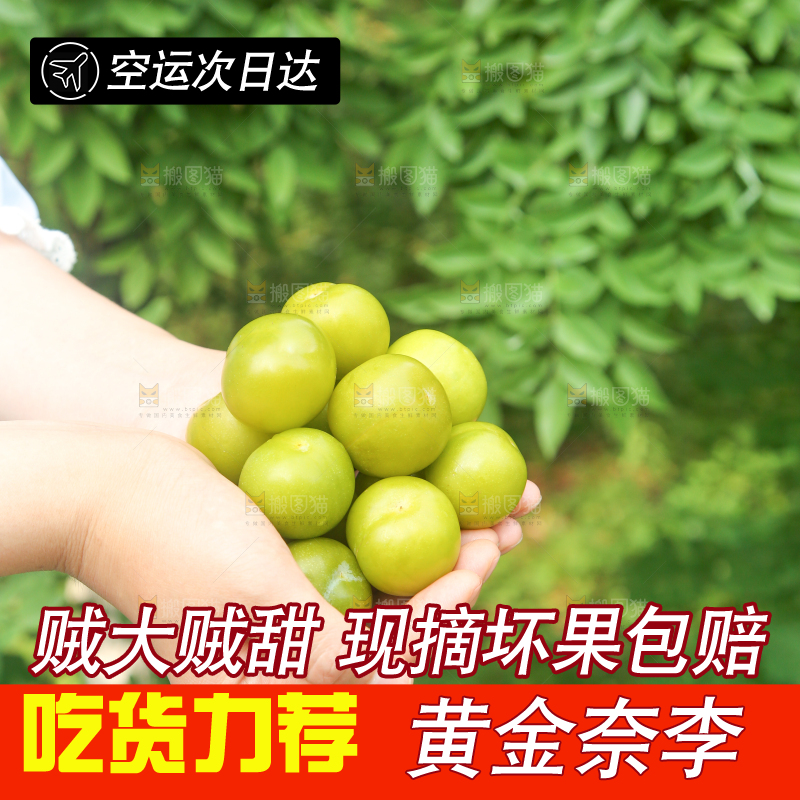 手里捧着黄金奈李