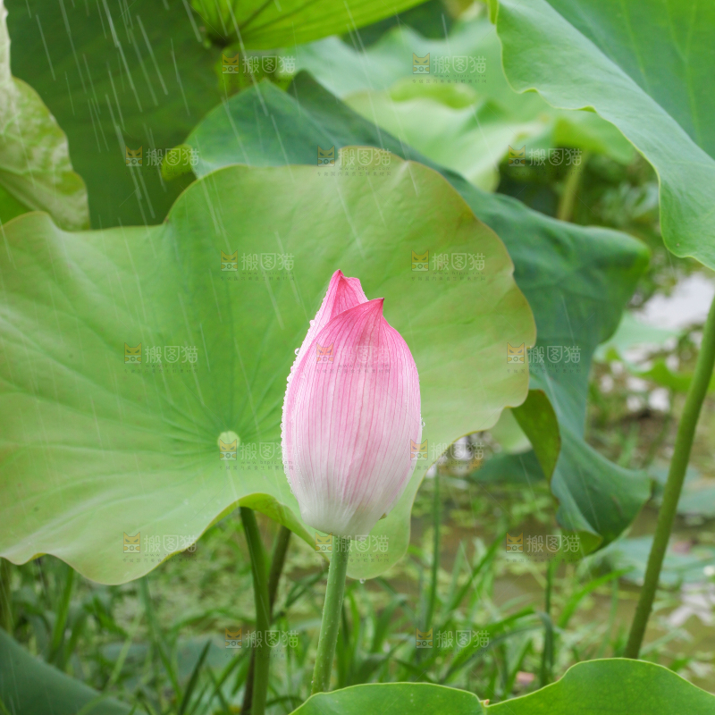 池里的荷花荷叶