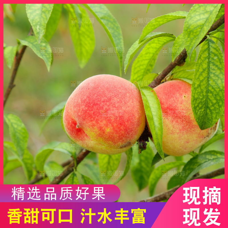 桃树上的毛桃