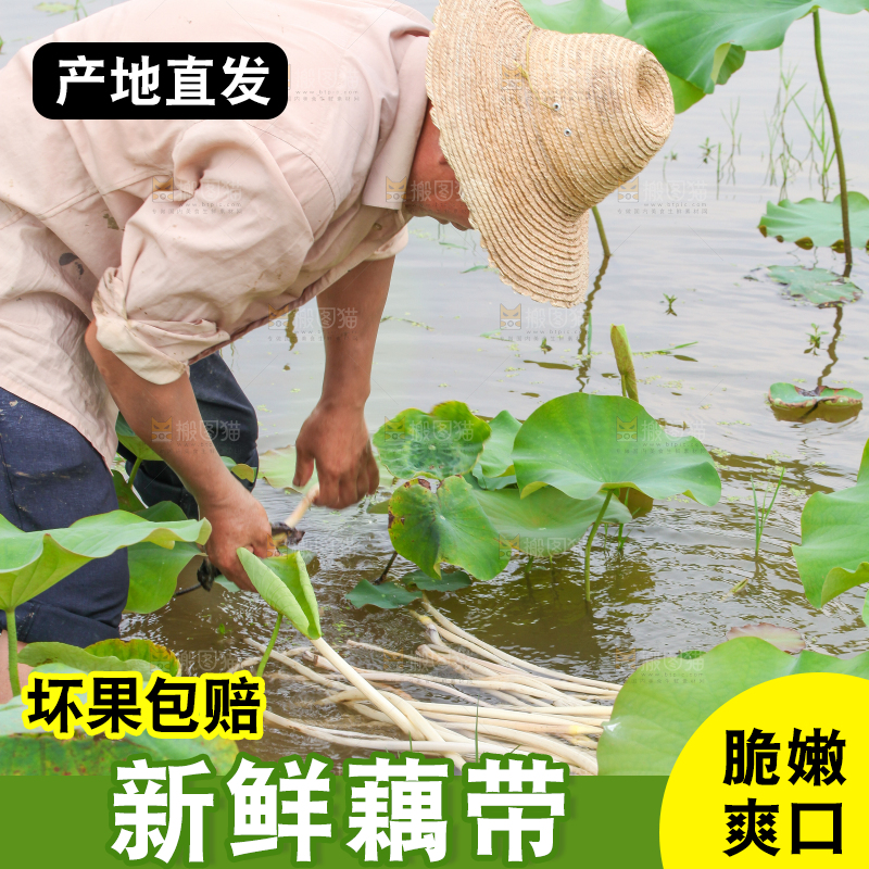 农民正在采摘藕带