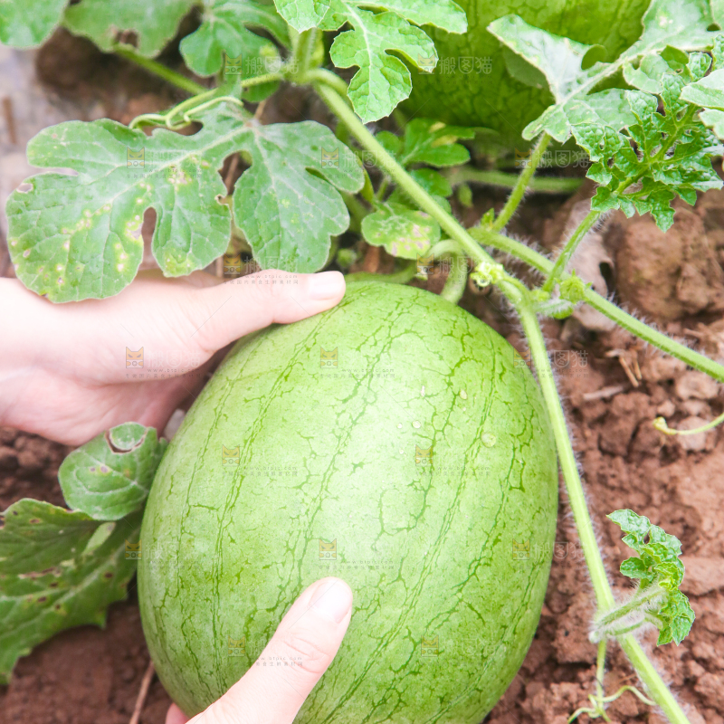 农田里种植的西瓜