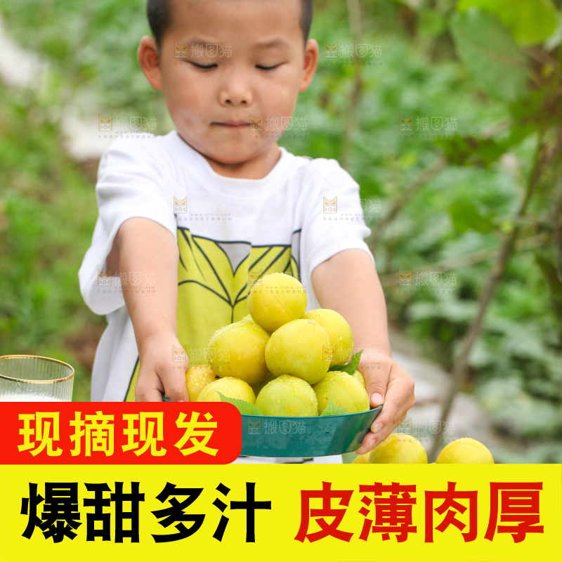 小男孩手里端着黄金奈李