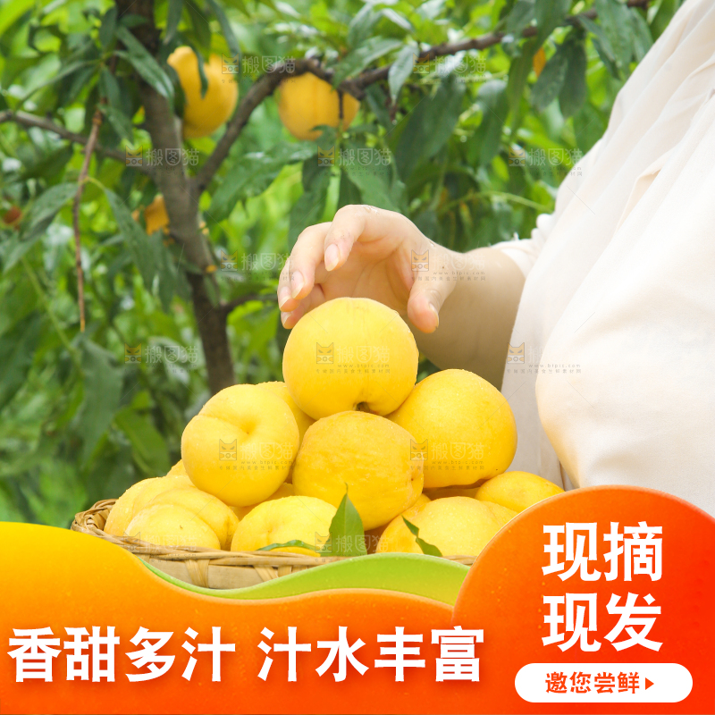 女孩正在采摘黄桃