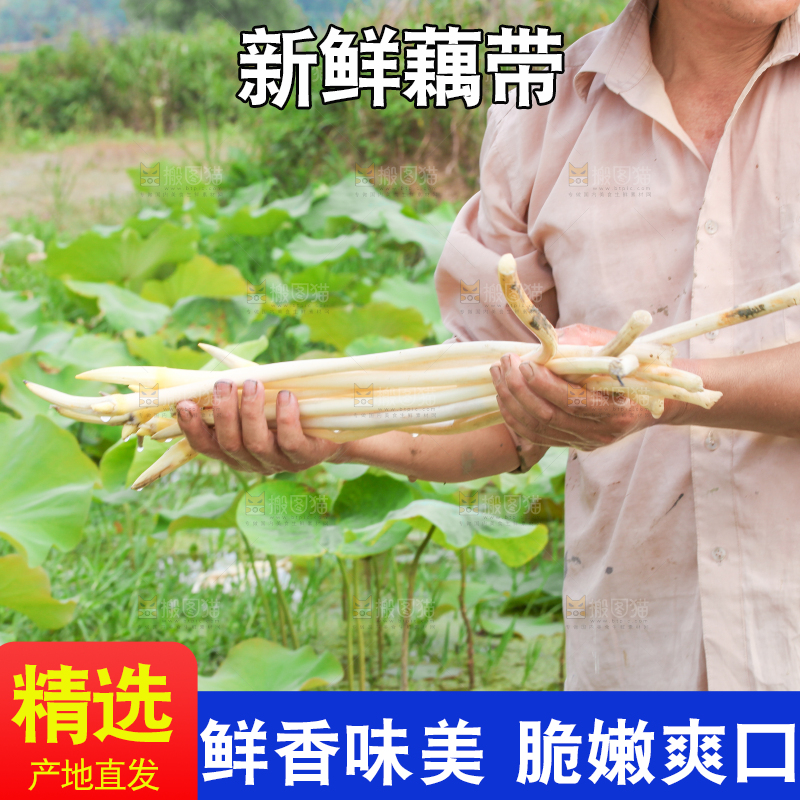 手里拿着新鲜采摘的藕尖