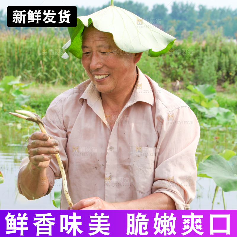农民正在采摘藕带