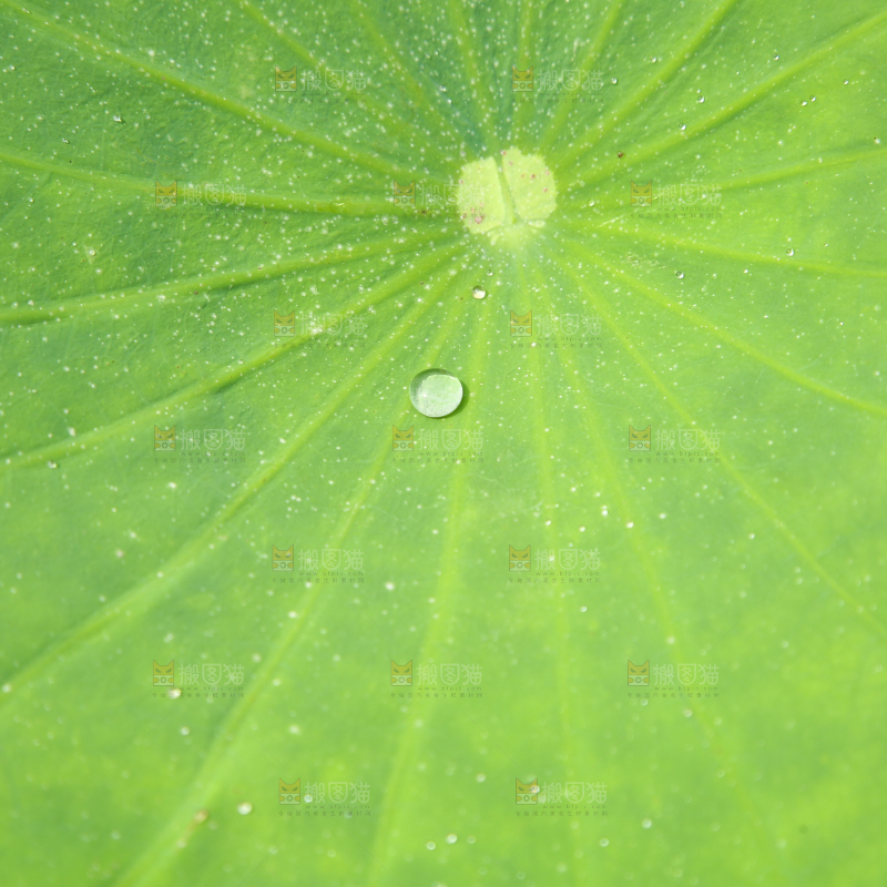 一片荷花叶子