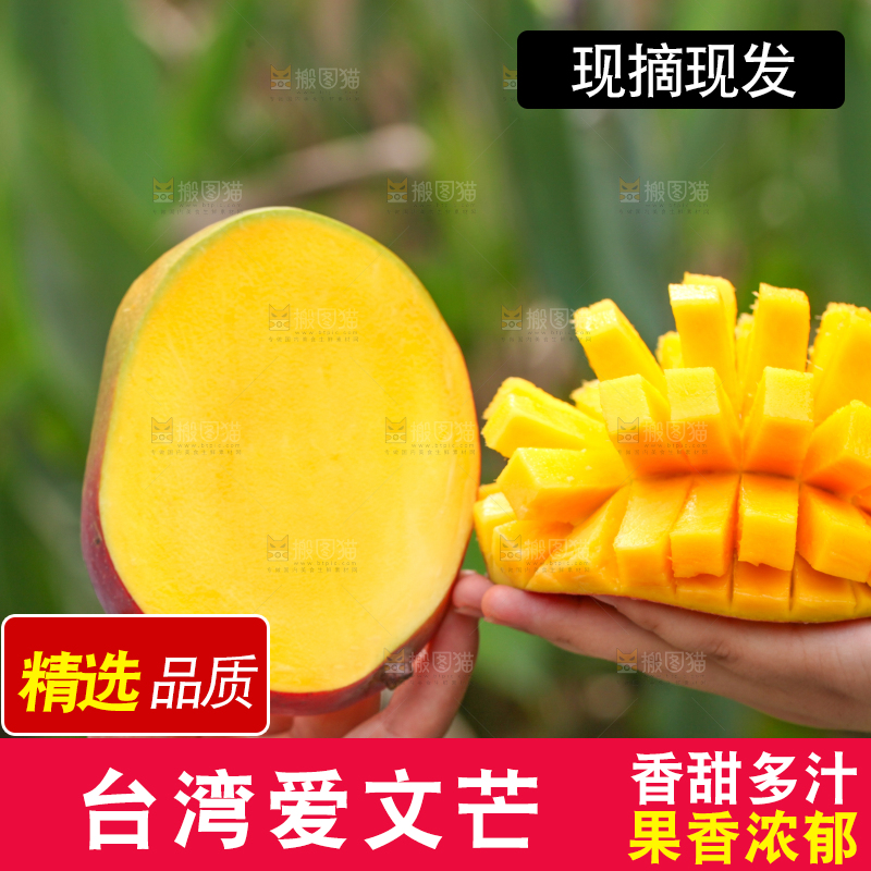 手里拿着切开的苹果芒
