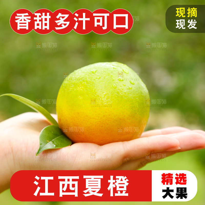 手里拿着广西桂林夏橙