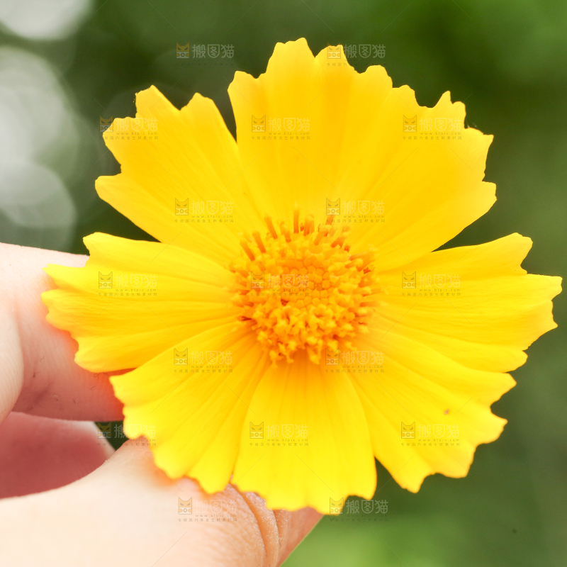 手里拿着一朵花