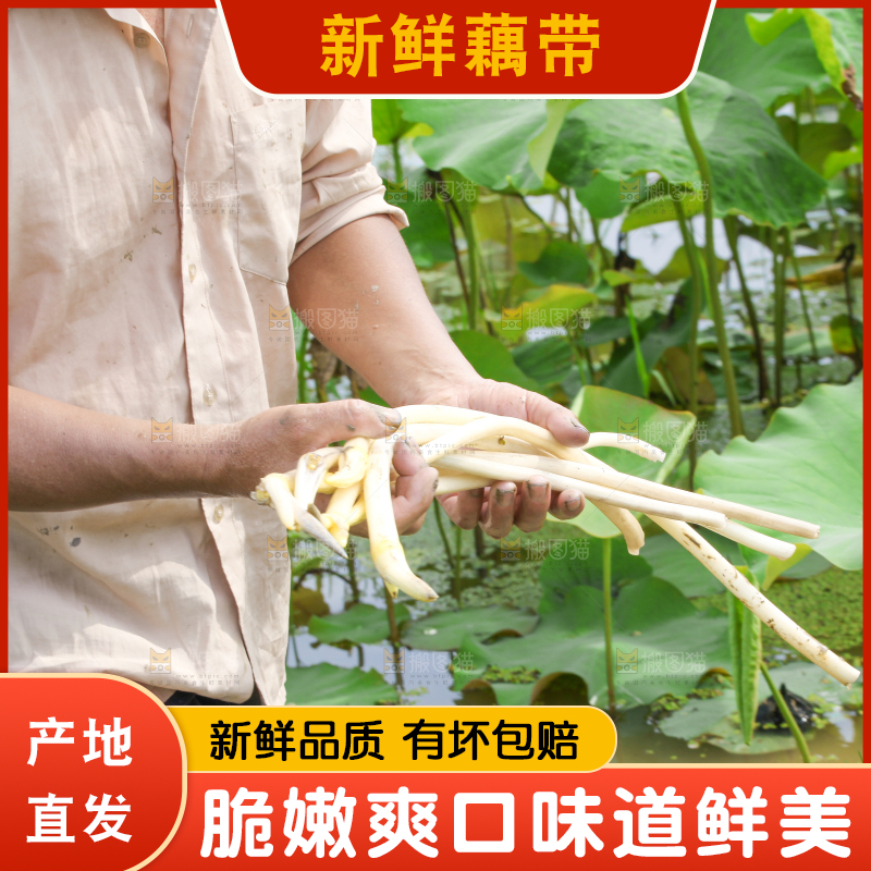 农民正在采摘藕带