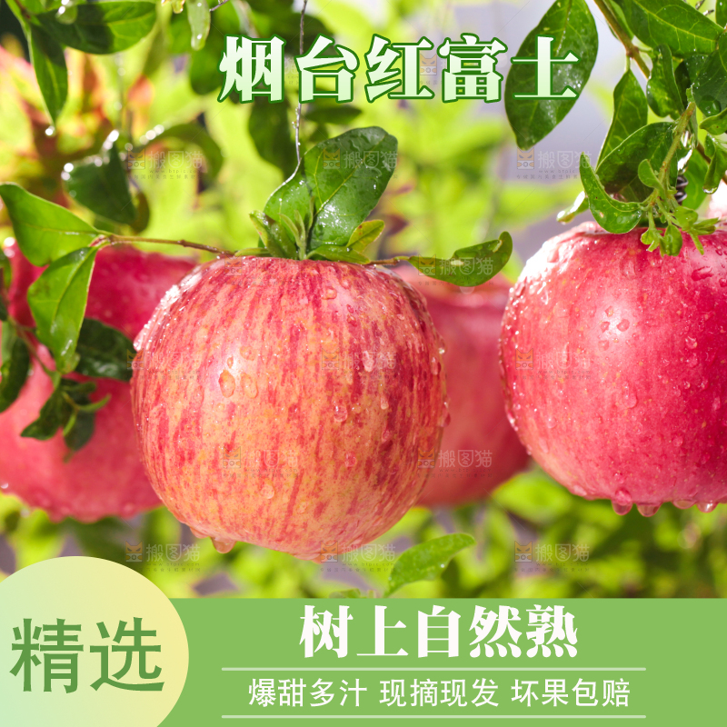 树枝上的红富士苹果