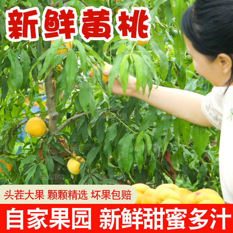 女孩正在采摘黄桃