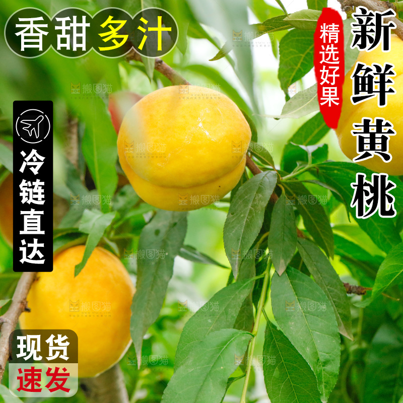桃树上的黄桃
