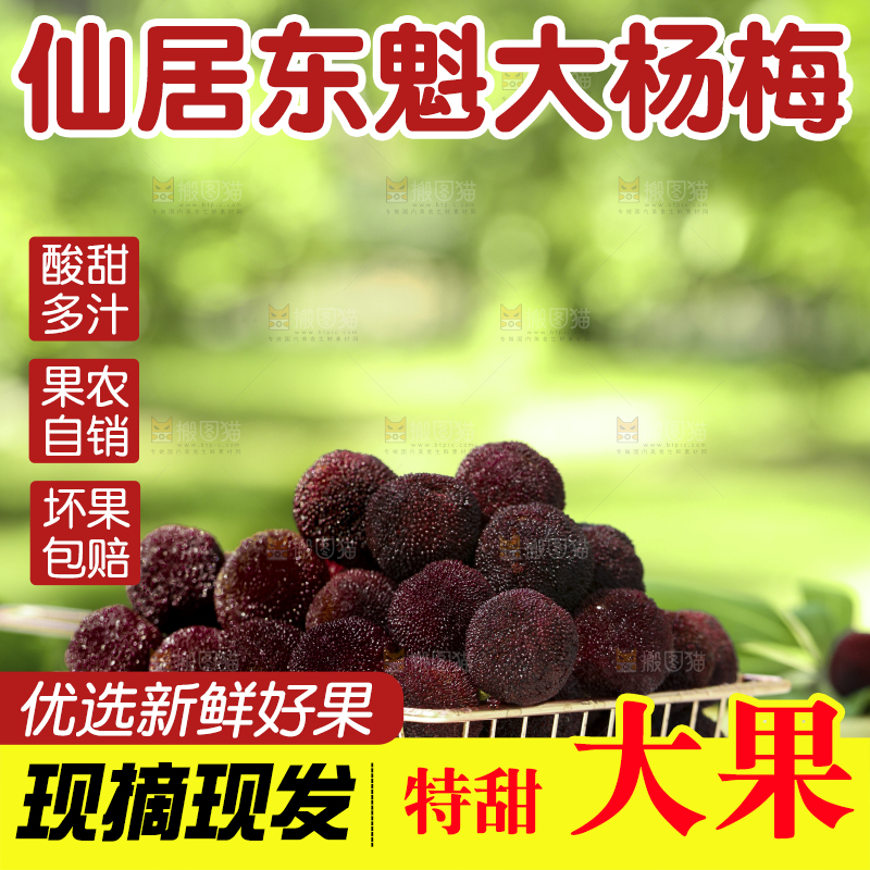 篮子里装着仙居东魁杨梅