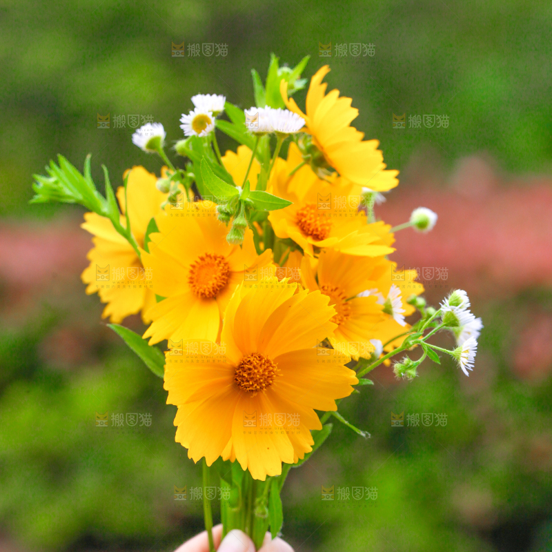 手里拿着花朵