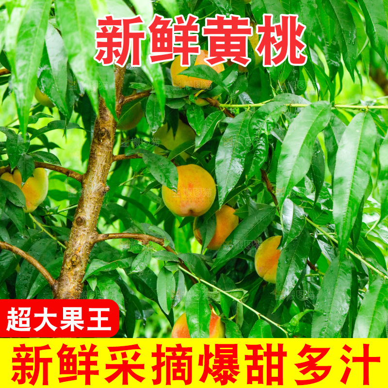 桃树上的新鲜黄桃