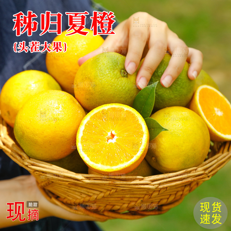 手里端着一篮秭归夏橙