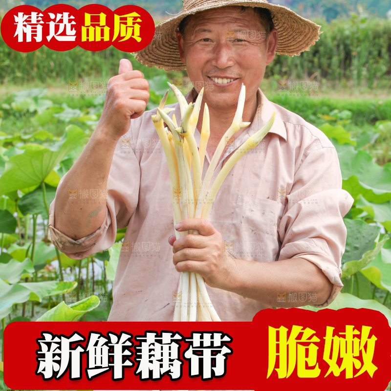 手里拿着新鲜采摘的藕尖