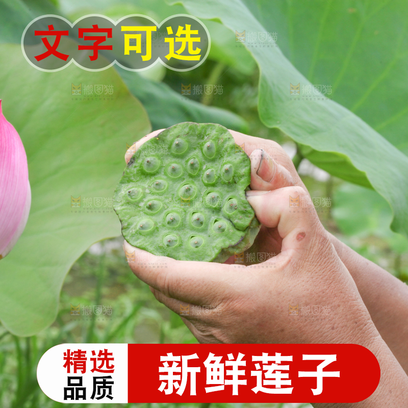 手里拿着新鲜莲蓬
