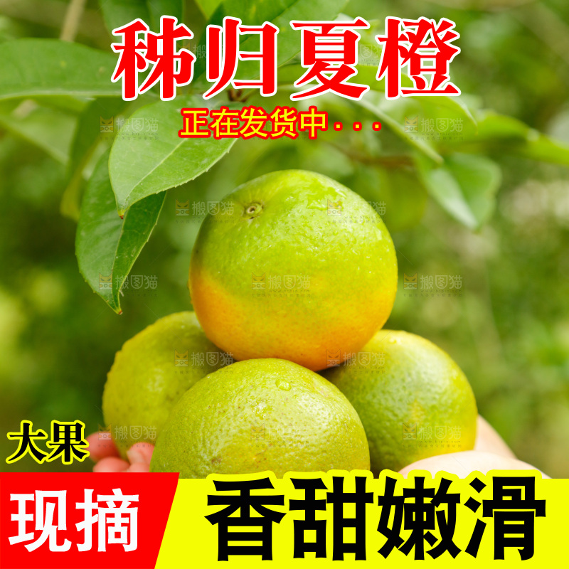 手里拿着广西桂林夏橙