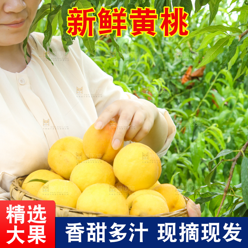 女孩正在采摘黄桃