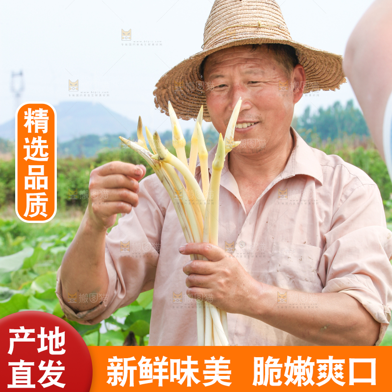 手里拿着新鲜采摘的藕尖